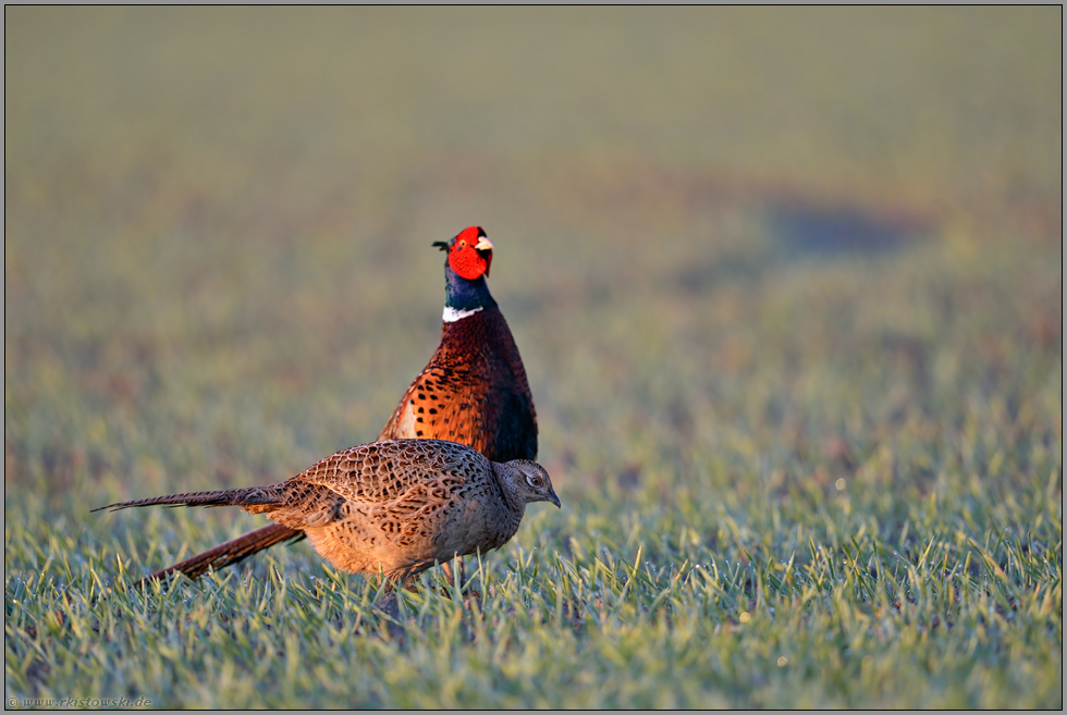 wenn der Hahn mit der Henne... Jagdfasan *Phasianus colchicus*