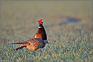 wenn der Hahn mit der Henne... Jagdfasan *Phasianus colchicus*