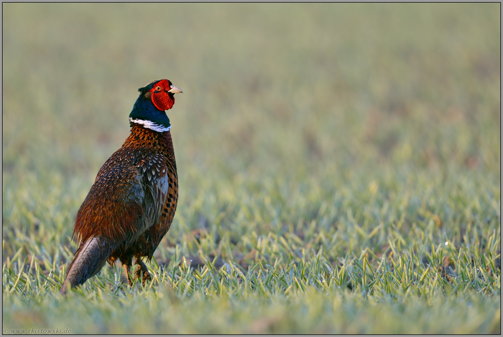 frühmorgens im Feld... Jagdfasan *Phasianus colchicus*