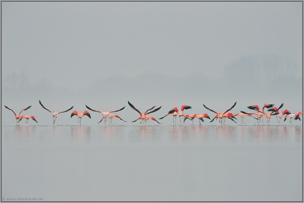 der Abflug... Flamingos *Phoenicopterus spec.*