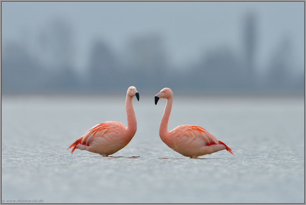 Paarbildung... Chileflamingo *Phoenicopterus chilensis*
