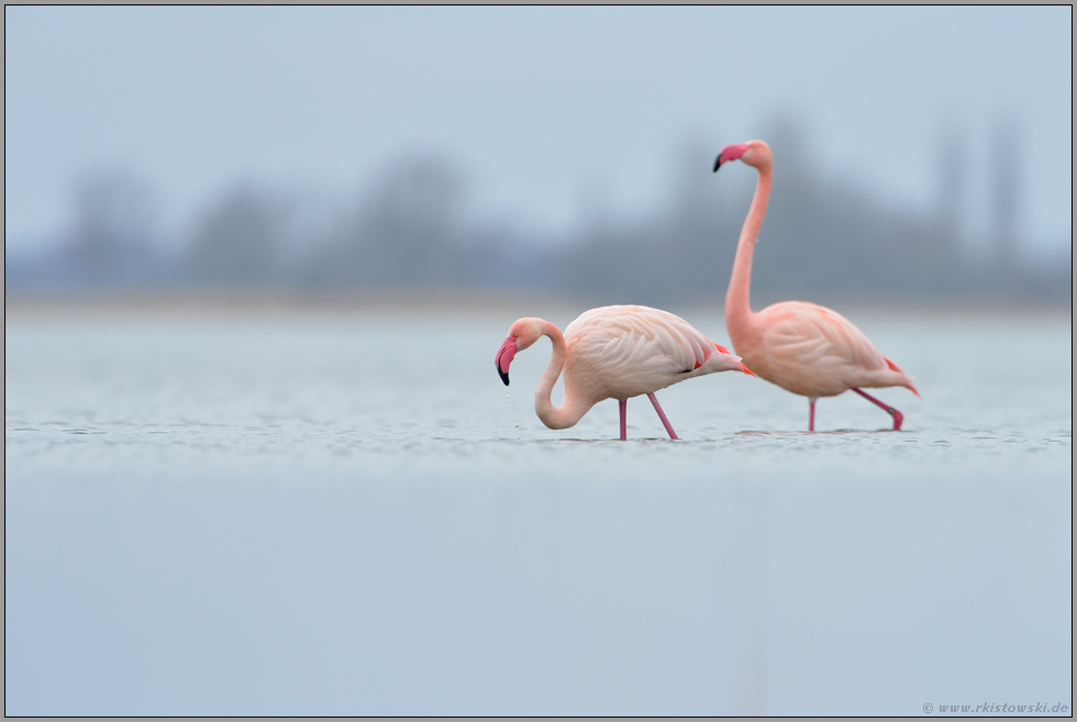 hoch im Norden... Rosaflamingos *Phoenicopterus roseus*