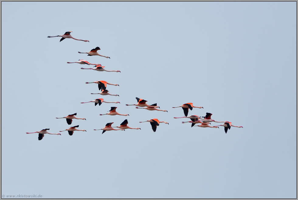 im Überflug... Chileflamingos *Phoenicopterus chilensis*