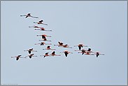 im Überflug... Chileflamingos *Phoenicopterus chilensis*