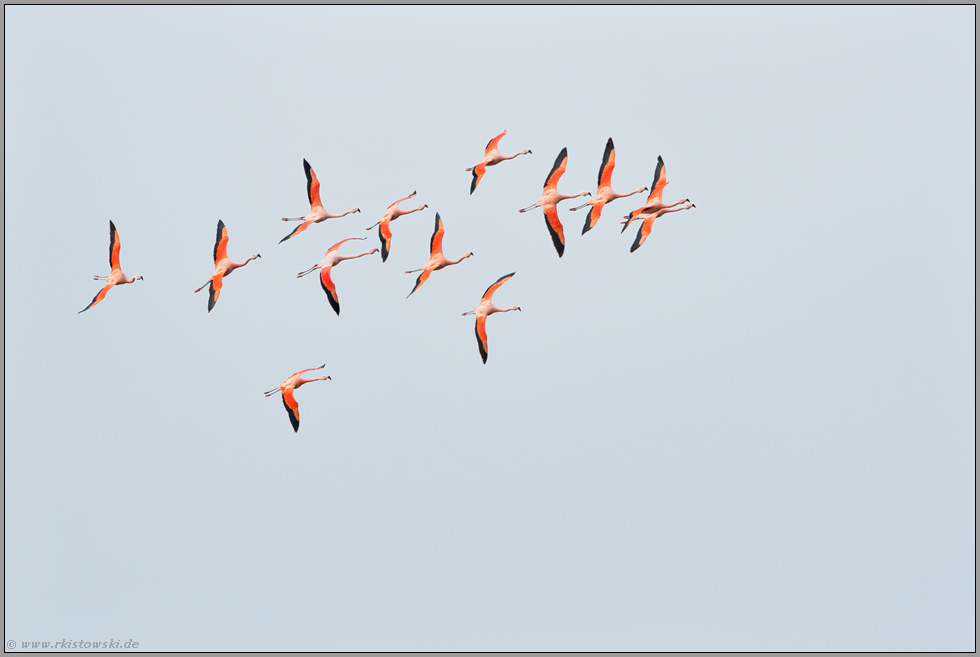 eindrehend... Chileflamingos *Phoenicopterus chilensis*