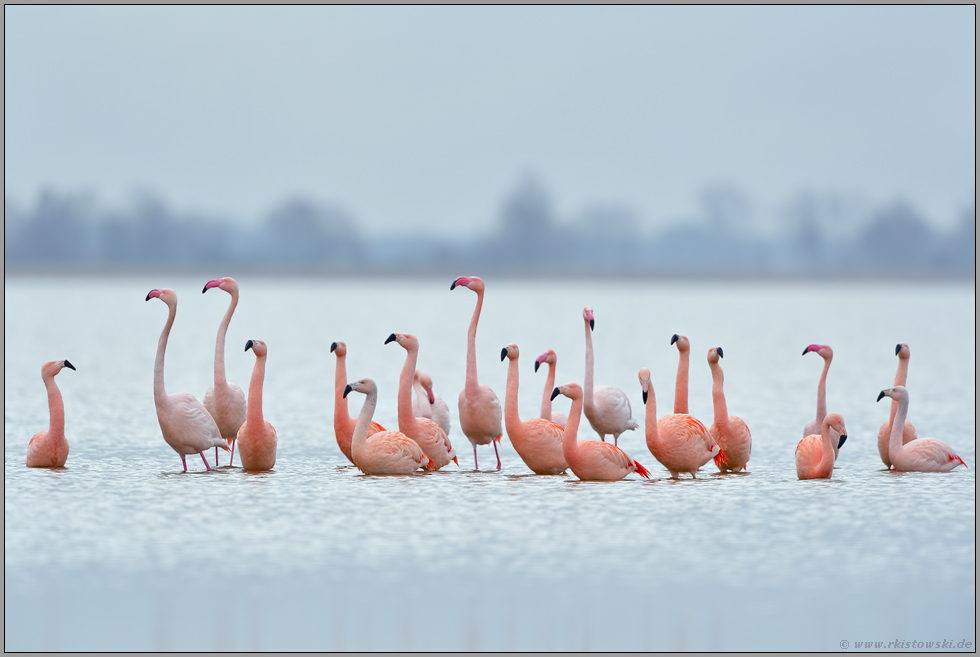 Aufregung... Flamingos *Phoenicopterus spec.*