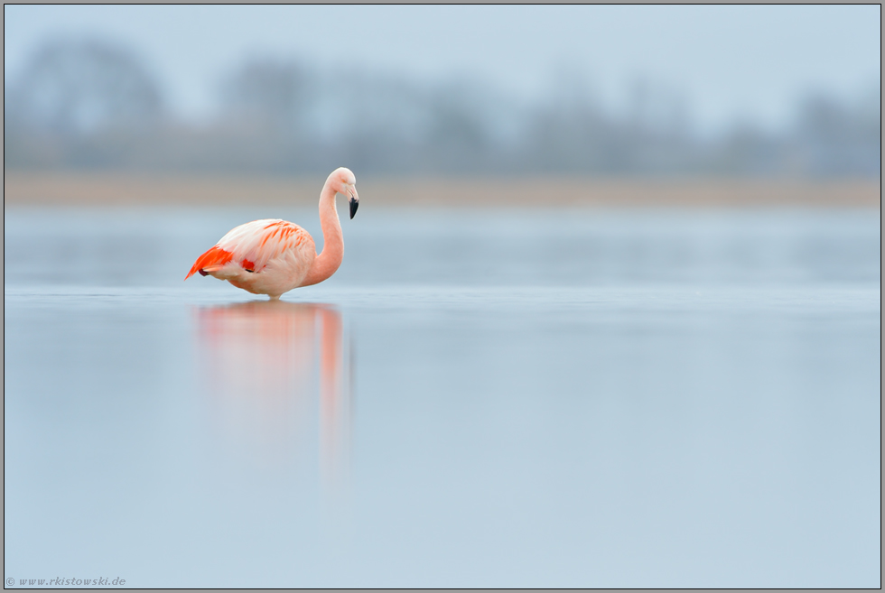 Exot... Chileflamingo *Phoenicopterus chilensis *