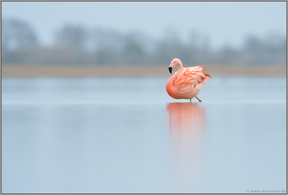Prachtgefieder... Chileflamingo *Phoenicopterus chilensis*