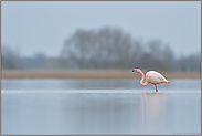 der Große... Rosaflamingo *Phoenicopterus roseus*