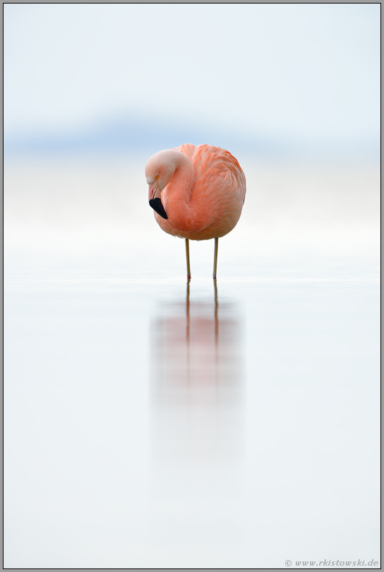 trübes Wetter... Chileflamingo *Phoenicopterus chilensis*