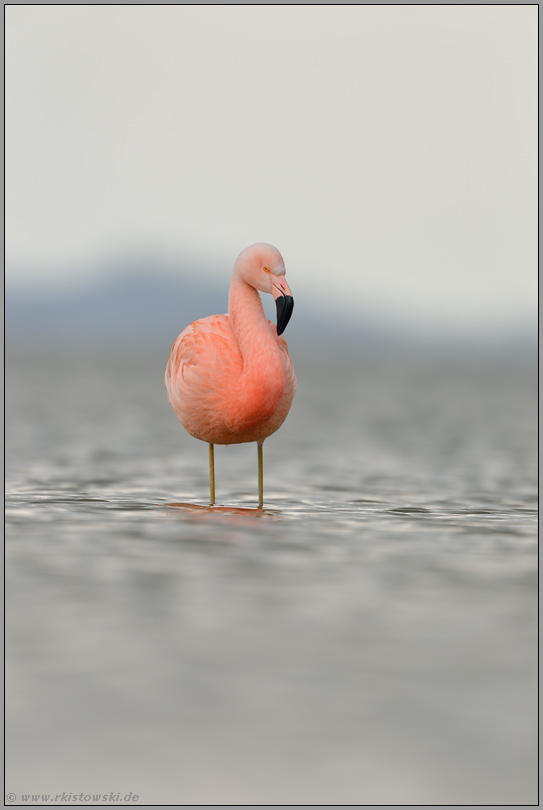 warten auf besseres Wetter... Chileflamingo *Phoenicopterus chilensis*