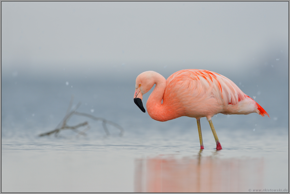 Treibgut... Chileflamingo *Phoenicopterus chilensis*