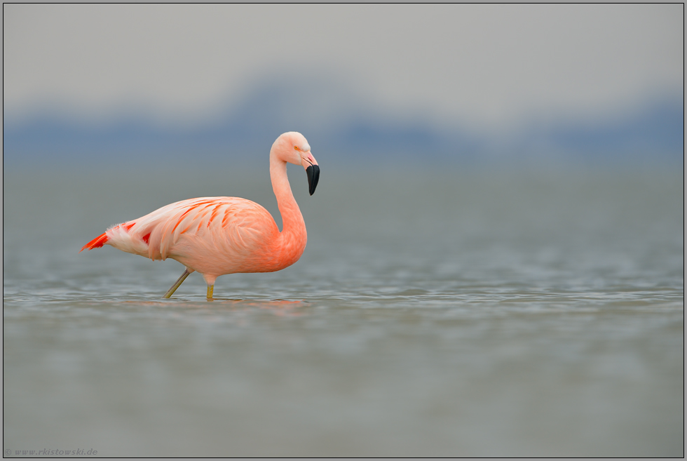 exotisch... Chileflamingo *Phoenicopterus chilensis*