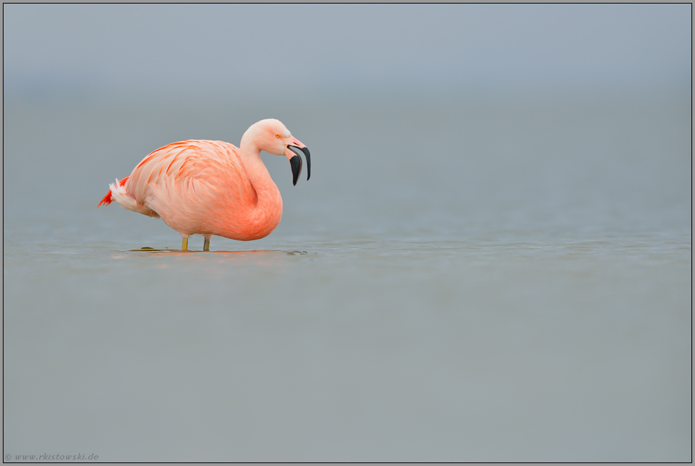 rufend... Chileflamingo *Phoenicopterus chilensis*