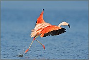 sanfte Landung... Chileflamingo *Phoenicopterus chilensis *