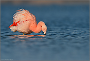 Gefiederfarben... Chileflamingo *Phoenicopterus chilensis *