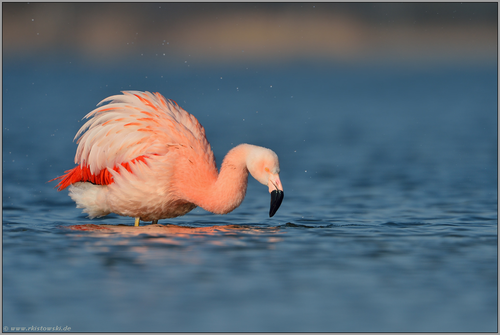 Gefiederpflege... Chileflamingo *Phoenicopterus chilensis *