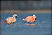 jung und alt... Chileflamingo *Phoenicopterus chilensis *