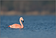 schwimmend... Chileflamingo *Phoenicopterus chilensis *