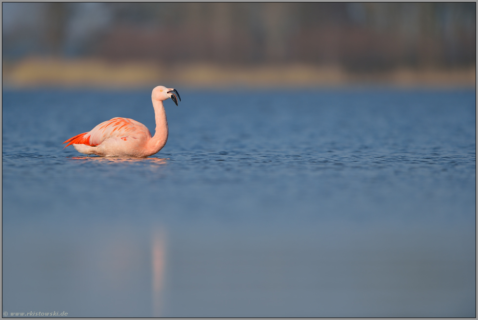 lautes rufen... Chileflamingo *Phoenicopterus chilensis *