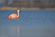 lautes rufen... Chileflamingo *Phoenicopterus chilensis *