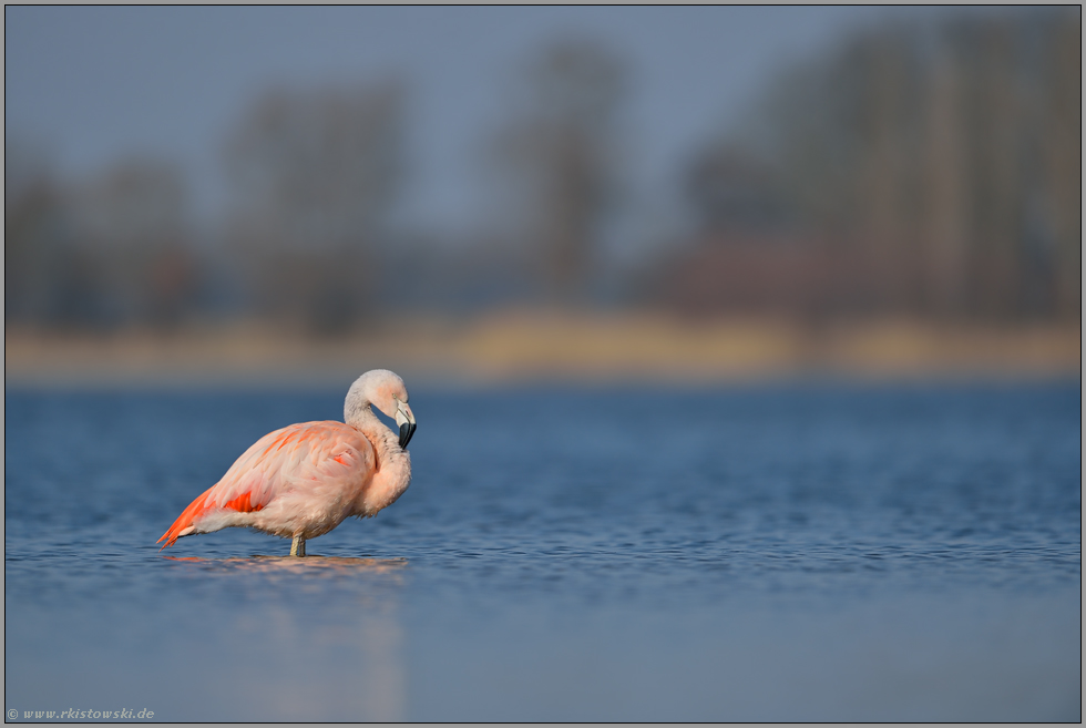 ein Jungvogel... Chileflamingo *Phoenicopterus chilensis *