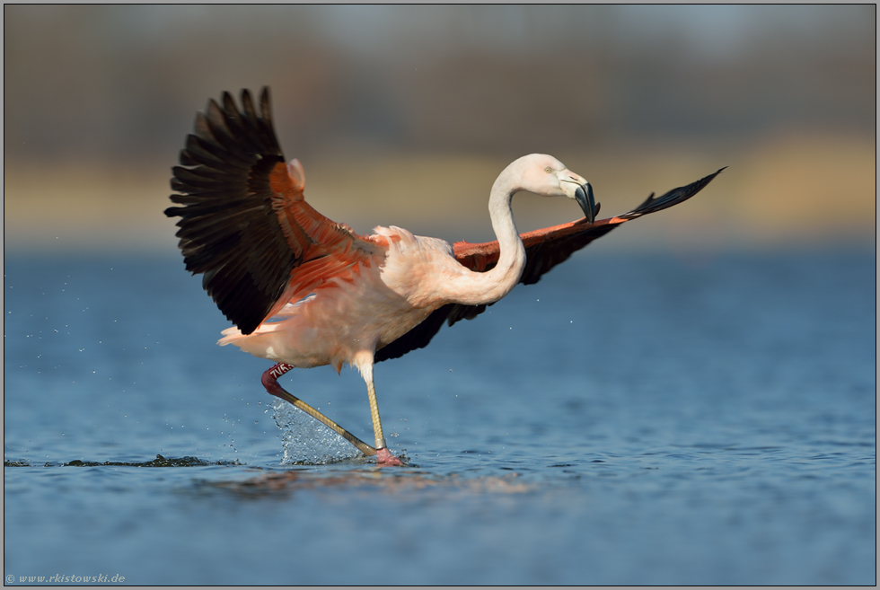 angekommen... Chileflamingo *Phoenicopterus chilensis*