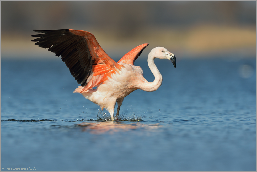 landend... Chileflamingo *Phoenicopterus chilensis*