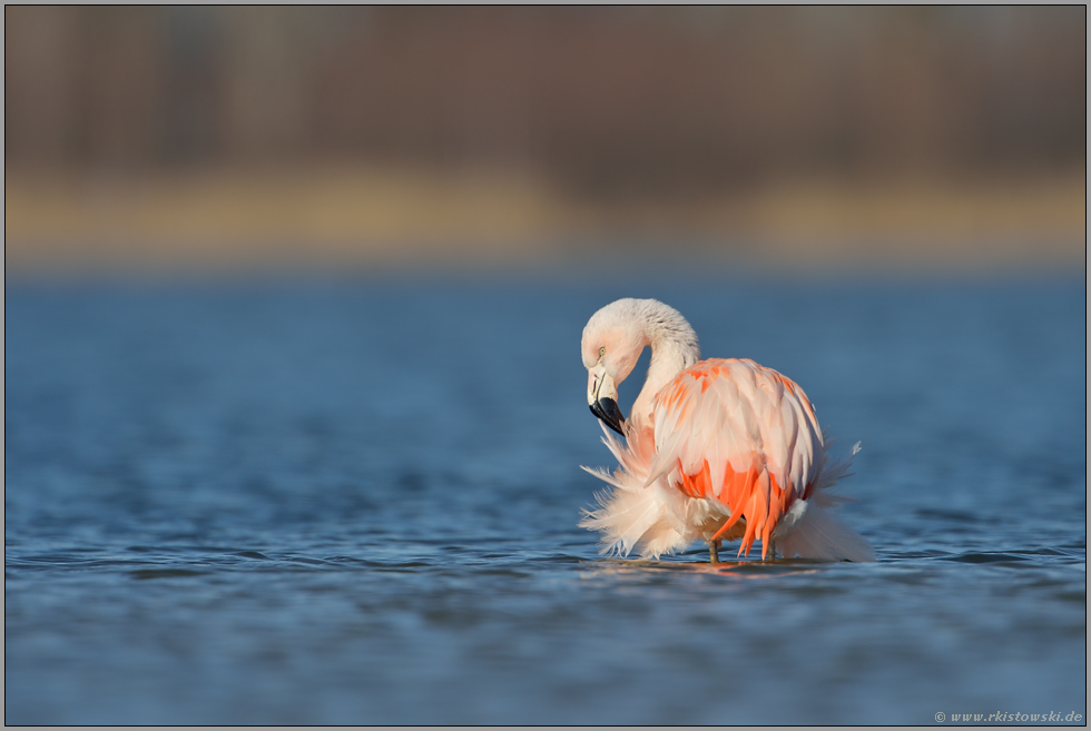 die Diva... Chileflamingo *Phoenicopterus chilensis*