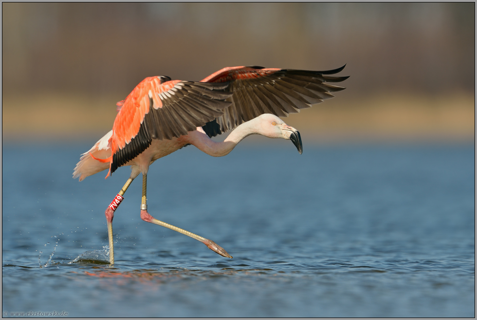 Ringkennung "ZV" für Zwillbroker Venn... Chileflamingo *Phoenicopterus chilensis*