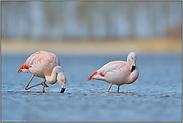 Tagesbeschäftigung... Chileflamingo *Phoenicopterus chilensis*