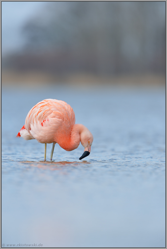 Blick ins Wasser... Chileflamingo *Phoenicopterus chilensis*