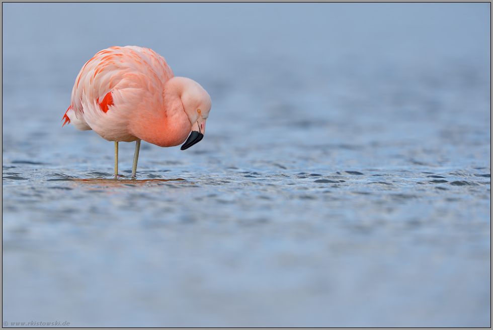 im Prachtkleid... Chileflamingo *Phoenicopterus chilensis*