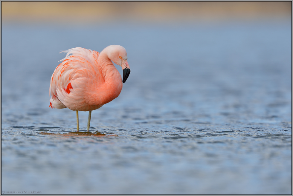 elegant... Chileflamingo *Phoenicopterus chilensis*