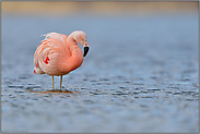 elegant... Chileflamingo *Phoenicopterus chilensis*