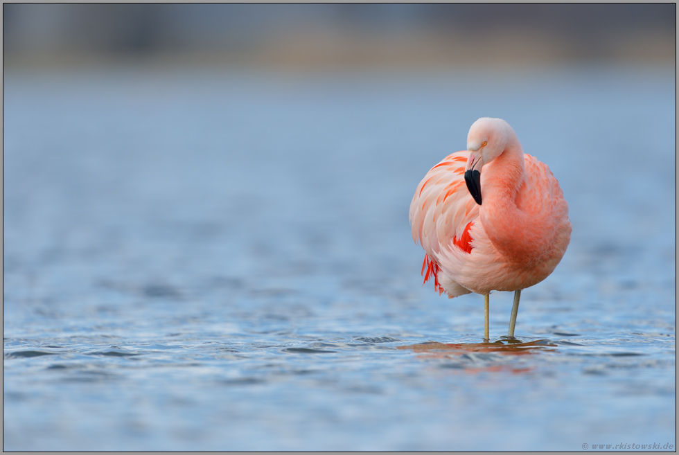 pretty in pink... Chileflamingo *Phoenicopterus chilensis*