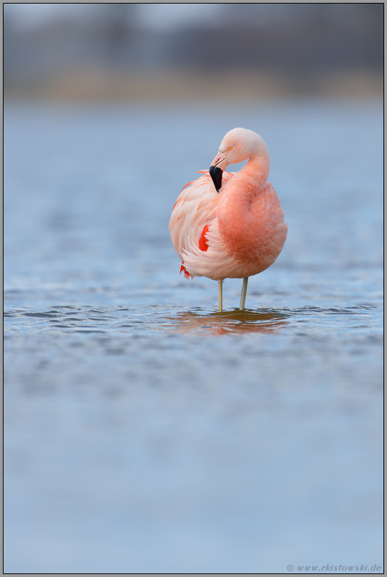 ein Blick zur Seite... Chileflamingo *Phoenicopterus chilensis*