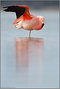 Flügel recken... Chileflamingo *Phoenicopterus chilensis*