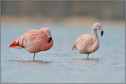 auf einem Bein... Chileflamingo *Phoenicopterus chilensis*