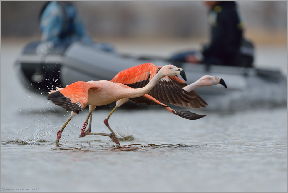 rücksichtslose Störung... Chileflamingo *Phoenicopterus chilensis*