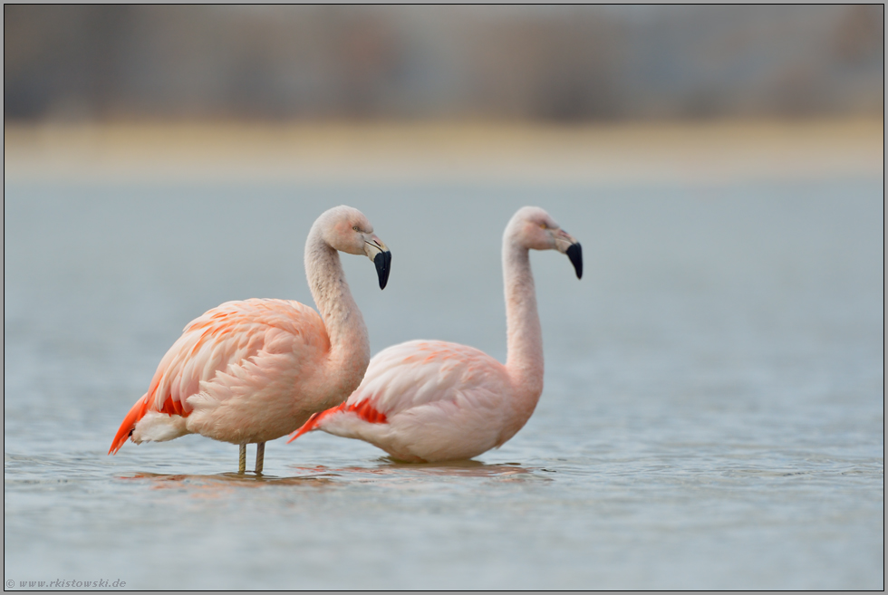 Geschwister... Chileflamingo *Phoenicopterus chilensis*