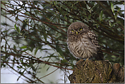 ein Jungvogel... Steinkauz *Athene noctua*