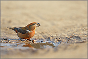 Reifenspuren... Kiefernkreuzschnabel *Loxia pytyopsittacus *