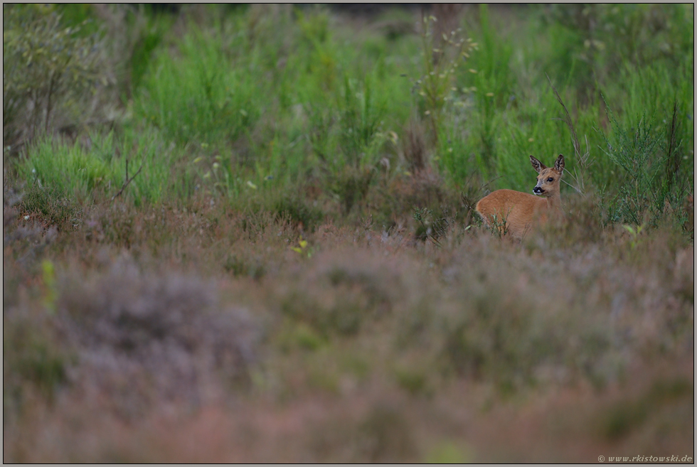 Heidewild... Reh *Capreolus capreolus*