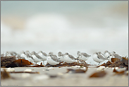 Rast und Ruhe... Sanderlinge *Calidris alba*