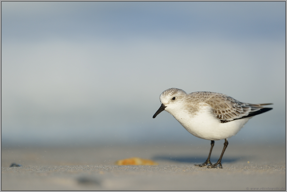 Schärfentiefe... Sanderling *Calidris alba*