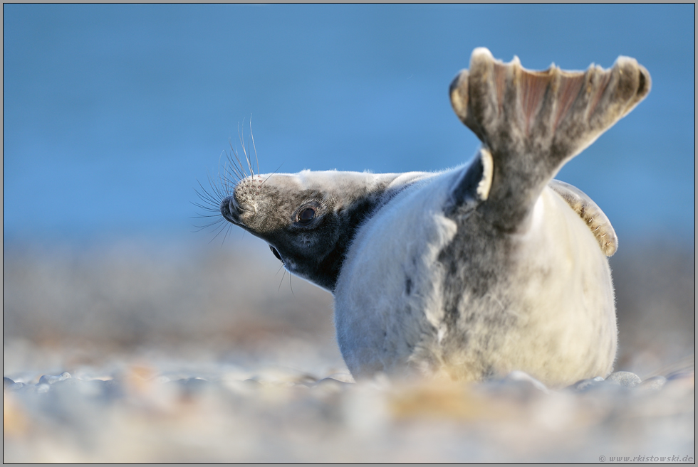 Strandgymnastik... Kegelrobbe *Halichoerus grypus*