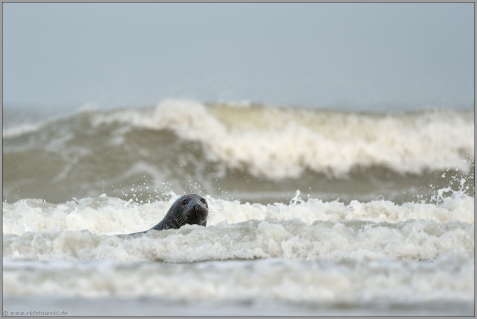 Nordsee... Kegelrobbe *Halichoerus grypus*