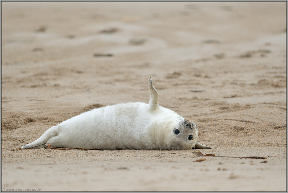 am Sandstrand... Kegelrobbe *Halichoerus grypus*