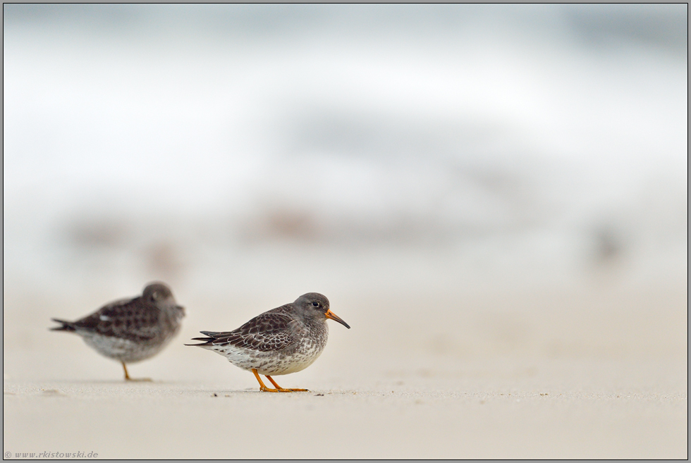 Wintergäste an Deutschlands Küsten... Meerstrandläufer *Calidris maritima*